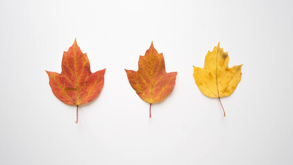 Background with colorful autumn leaves laid out in a line on a white surface top view