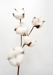 Cotton branch on white background