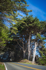 On the road, Driving along Highway 1, Northern California, Mendocino County, under tunnels formed by giant road trees