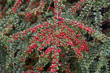 Cotoneaster horizontalis, Rosaceae family. Hanover, Germany.