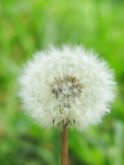 white dandelion seeds ready to blow away in blurred green background 