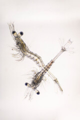 Shrimp, Mysis stage of Vannamei shrimp in light microscope, Shrimp larvae under a microscope, White shrimp, Nauplius, zoea, Larvae. Background.