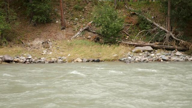 fast mountain river with spruce forest in summer with clouds in Teberda Russia.