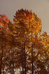 a grove of aspen trees by a field in the morning light at autumn