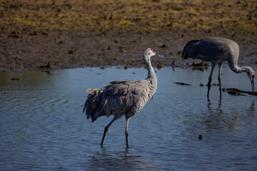 Sandhill cranes (Antigone canadensis) on the river 