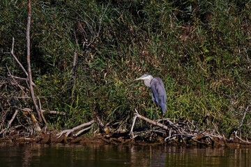 Great blue heron ( Ardea cinerea ) is the largest American heron hunting small fish, insect, rodents, reptiles, small mammals, birds and especially ducklings.