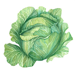 Obraz premium watercolor image of white cabbage on a transparent background