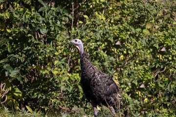 Fototapeta premium The wild turkey (Meleagris gallopavo) in the meadow.