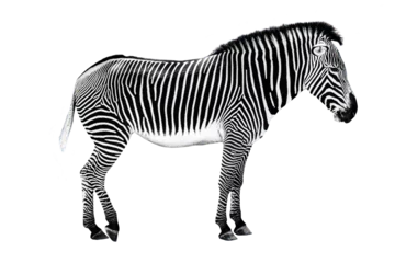 Fotobehang Zijaanzicht van een zebra geïsoleerd op transparante background © Delphotostock