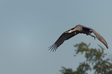The Sandhill crane (Antigone canadensis) in flight