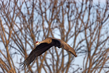 The Sandhill crane (Antigone canadensis) in flight