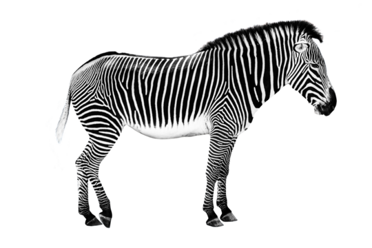 Side view pfoto of a zebra isolated on transparent background, african wildlife animal profile, png file
