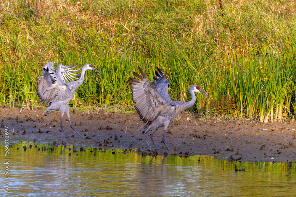 Sticker The sandhill crane (Antigone canadensis) on the river bank