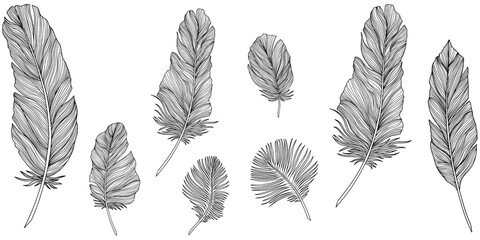 Png feathers collection. Hand drawn isolated on white background set. Vintage art illustration