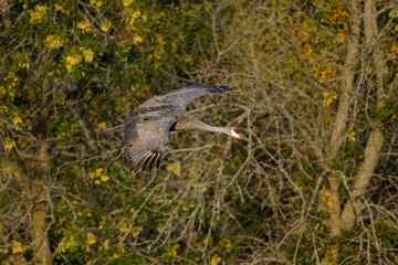 The Sandhill crane (Antigone canadensis) in flight