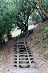 path in the woods