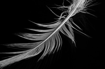 Obraz premium white bird feather on black background 