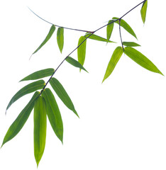 Green bamboo leaves on isolated white background.