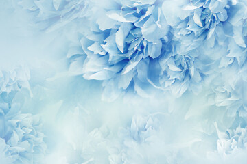 Peonies  blue  flowers.  Floral  background.   Flowers and petals.  Nature.