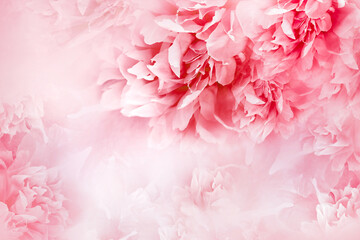 Peonies  red  flowers.  Floral  background.   Flowers and petals.  Nature.
