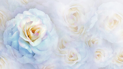 Roses   flowers.   Floral  background.   Closeup. . Nature.