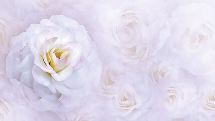Roses   flowers.   Floral light pink  background .  Closeup.   For design. Nature.