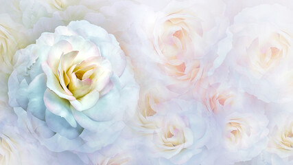 White   rose flower  on white-pink  isolated background with clipping path. Closeup. For design. Nature.