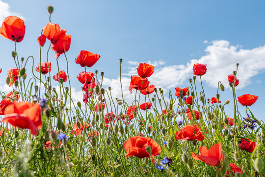 poppy field with blue sky, spring field with flowers, spring feeling, flowery meadow