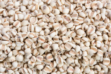 Coix lacryma-jobi : Close-up shot of coix seeds nourishing food for the elderly. on white background.