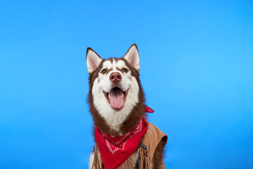 Cute Siberian husky breed dog in a cowboy hat on a blue background. A dog in cowboy clothes smiles and looks at the camera. Halloween.