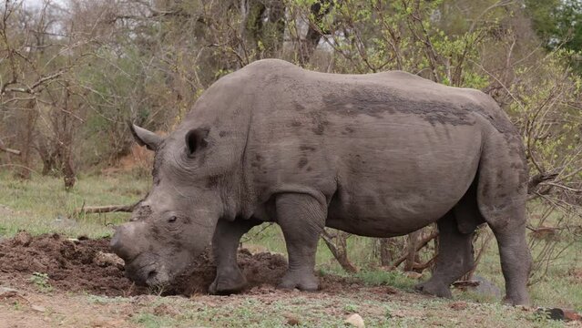White rhino bull using his midden close up