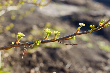 A sunny spring day in April, young currant buds bloom