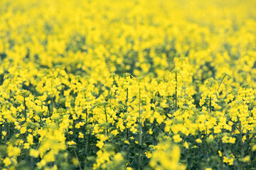 Close up of canola flowers in a field