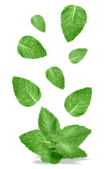Naklejka na ściany i meble Levitation of mint leaves isolated on white background.