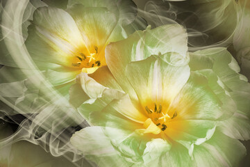 Yellow-green tulips. Floral background. Flowers in curls of smoke. Close-up. Nature.
