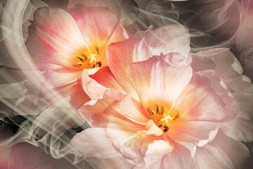 Yellow -pink  tulips. Floral background. Flowers in curls of smoke. Close-up. Nature.