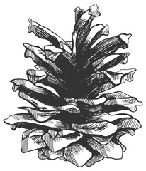 Black and white pine cone png illustration.
