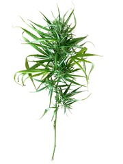 Marijuana leaves on white isolated 
