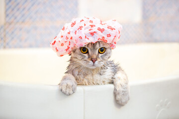Bathing animals, grooming, combing, drying and styling cats, combing wool. A beautiful British cat in a shower cap bathes in the bath. Animal care. Animal care.