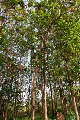 Forest of Teak tree (Tectona grandis)