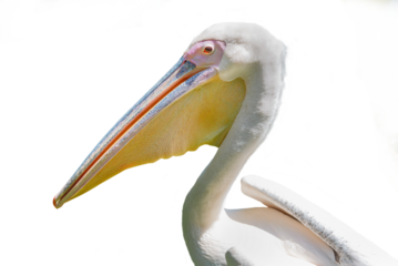 Side view portrait of a White Pelican on transparent background