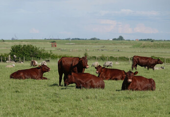A small herd of red angus cows in a farmer's field in Essex, UK. 