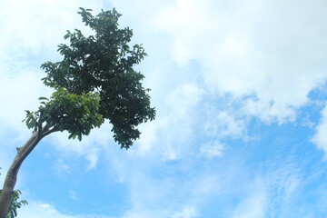 Obraz premium tree and sky