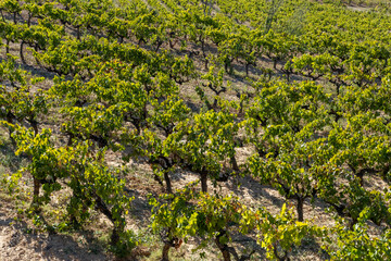 Vineyards in Subirats in Penedes wine region in Catalonia Spain