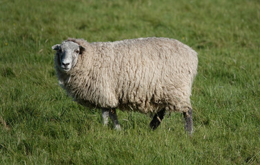 Obraz premium A sheep with a woolly fleece standing in a filed and looking at the camera. 