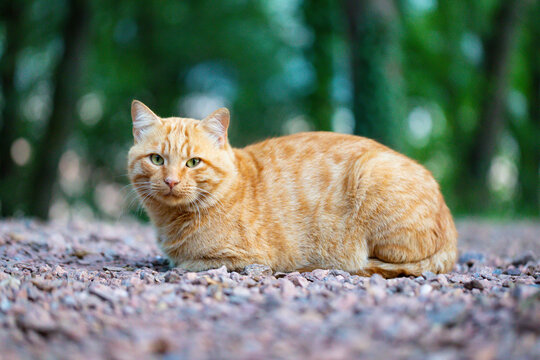 Retrato de un gato domestico en el campo