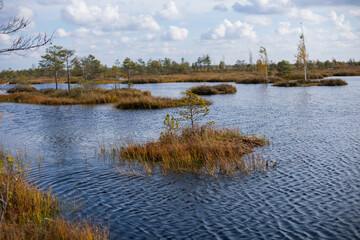 Belarusian swamp lake in Yelnya Belarus in autumn. Ecosystems environmental problems climate change.