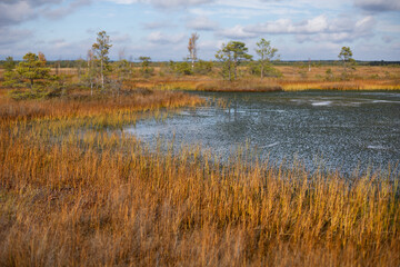 Belarusian swamp lake in Yelnya Belarus in autumn. Ecosystems environmental problems climate change.