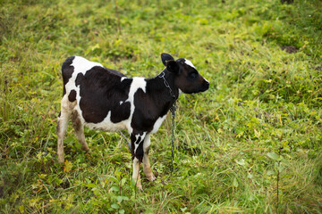 cow calf stands in a field and eats grass in the village in autumn.