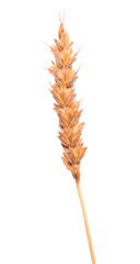 Single ripe dry yellow wheat crop widely cultivated for its seed, a cereal grain is a source of multiple nutrients and dietary fiber isolated on white background